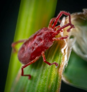 animal antenna close up 2111834