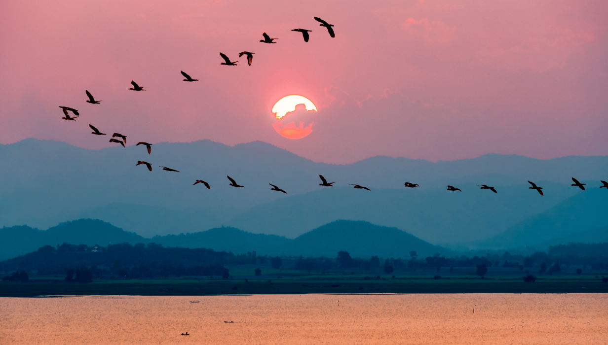 birds flying over lake during sunset 2021 08 29 09 31 50 utc
