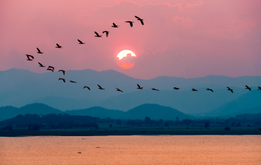 birds flying over lake during sunset 2021 08 29 09 31 50 utc
